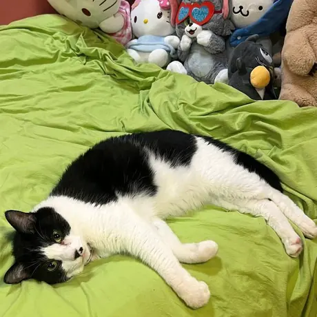 ふとんの上でのびる白黒の猫